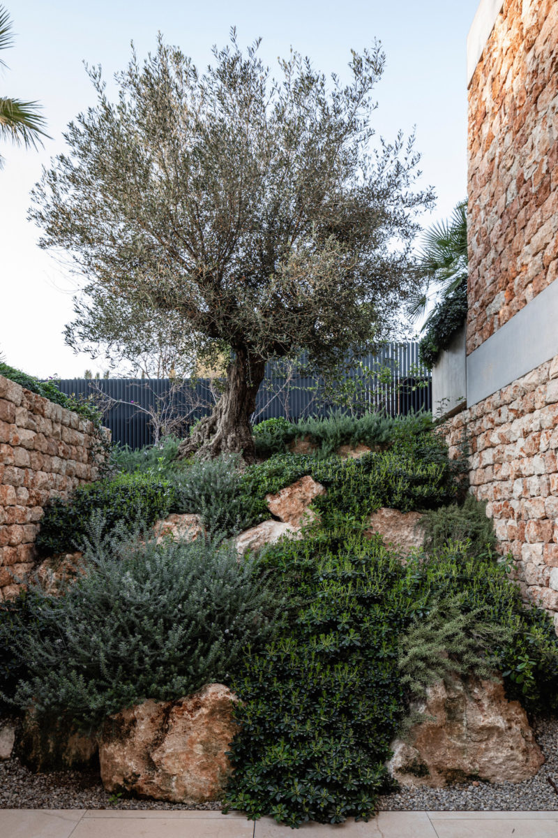 Skalka s olivovníkem mezi kamennými stěnami vily