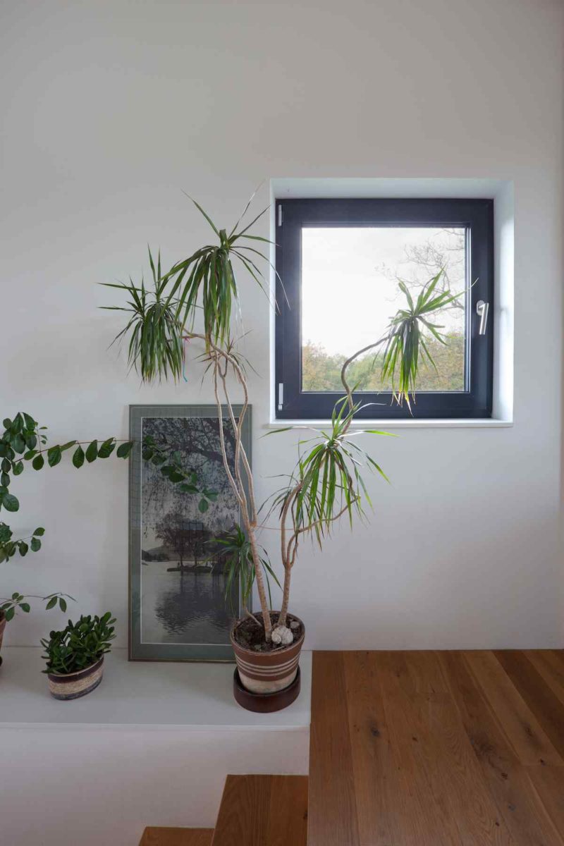 Schodiště s rostlinami a malým oknem
