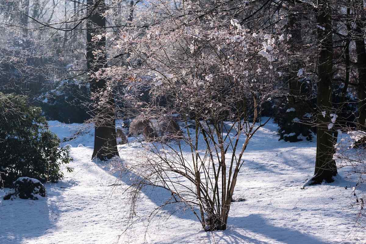 Okrasné keře v zahradě v zimě