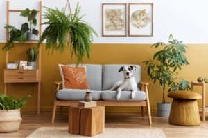 obývací pokoj se sivou sedačkou a se psem
