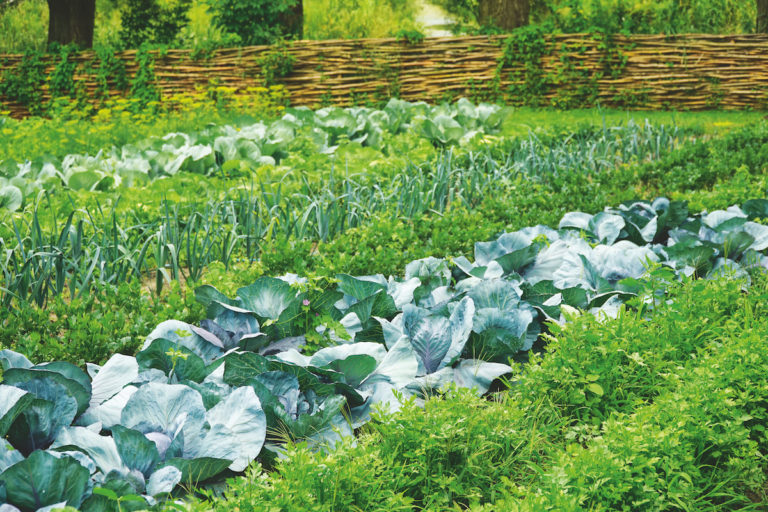 Založení záhonu pro pěstovaní vlastní zeleniny a čerstvých natí