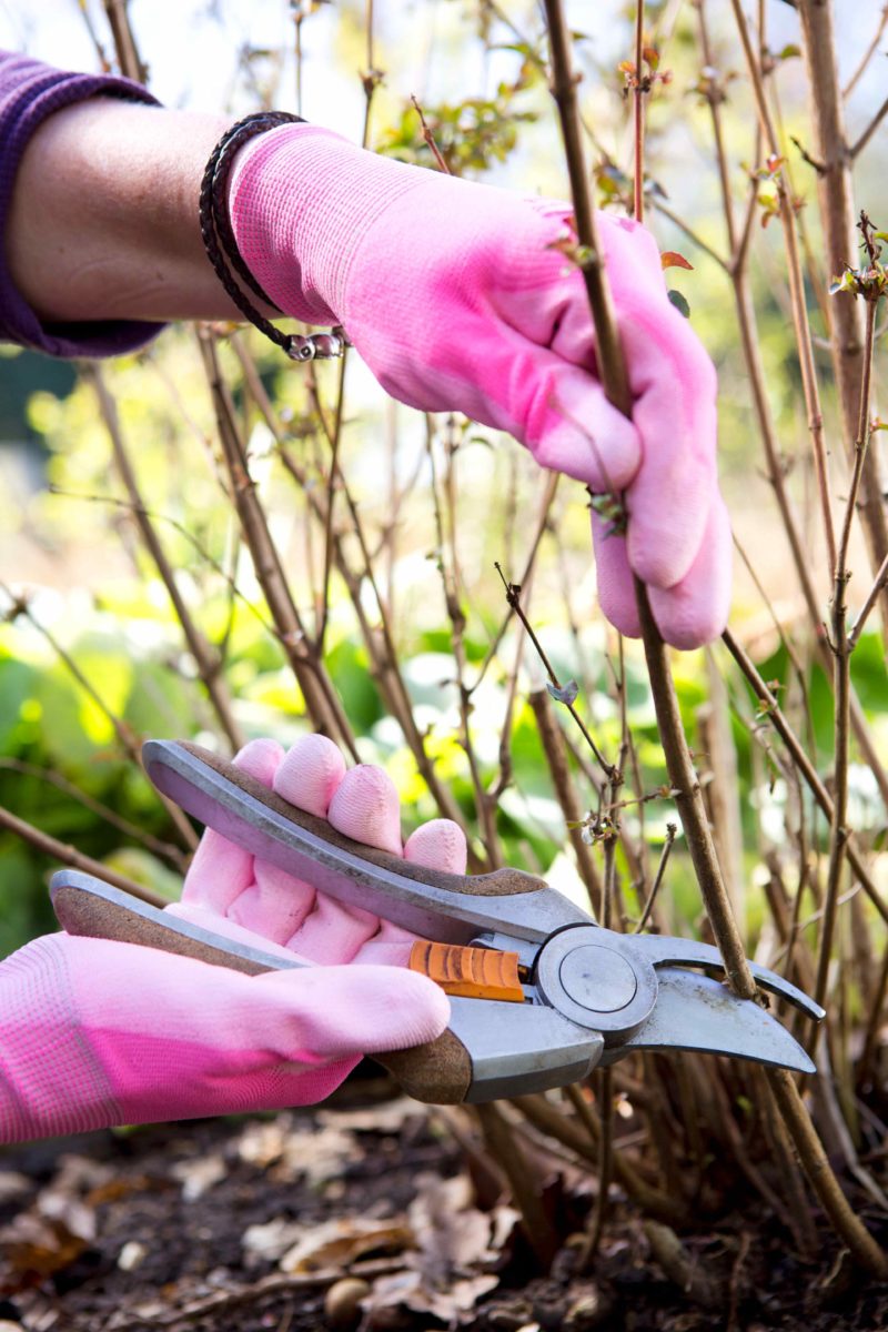 10_Sparsholt_WTDN_10042014_Fuchisa pruning a7