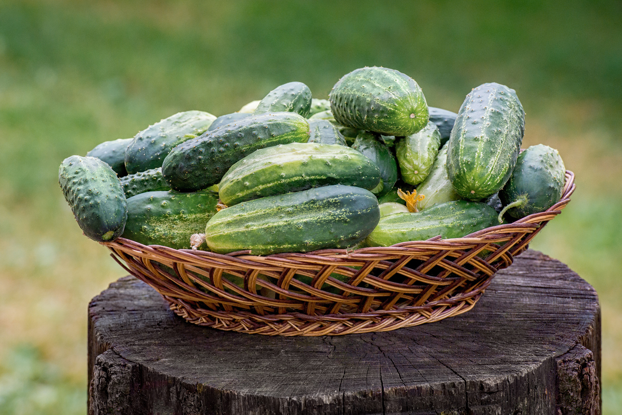Green tasty cucumbers in a wicker basket and on a wooden table. Harvest of cucumbers