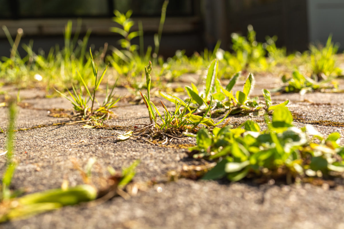 Tři jednoduché způsoby, jak se zbavit plevele na chodnících, terasách nebo cestičkách