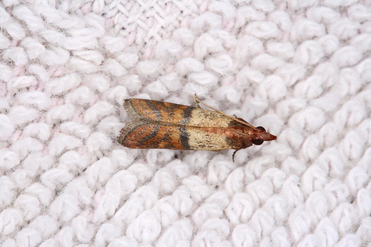 Close-up of small clothing moth with symmetrical body