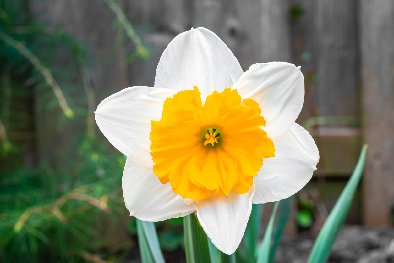 White orange colored daffodil flower | HOME