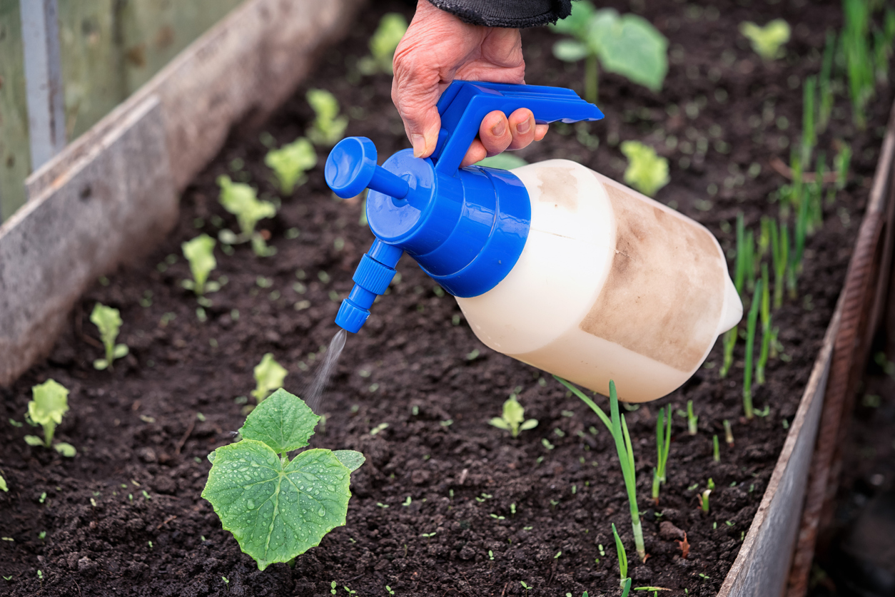 Hand of a farmer giving liquid fertilizer through sprinkler to new green plant in soil