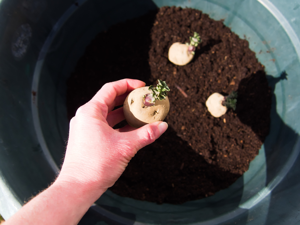 Setting Epicure potatoes in a pot – container gardening