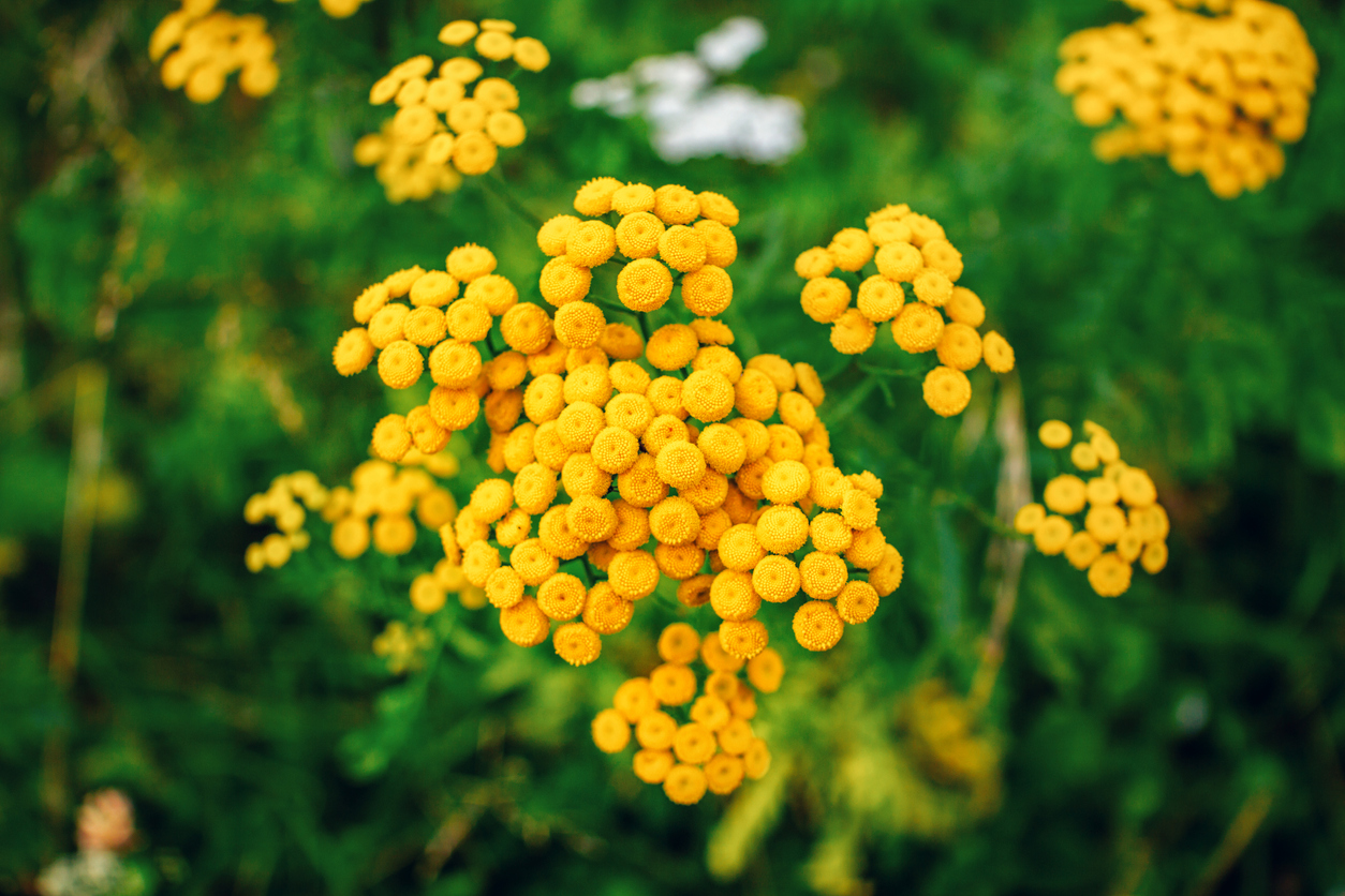 Close up beautiful yellow Tanacetum or tancies flowers