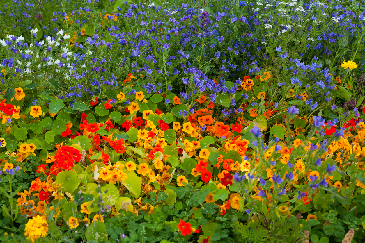 Kvetinová zahrada s Lichořeřišnicí