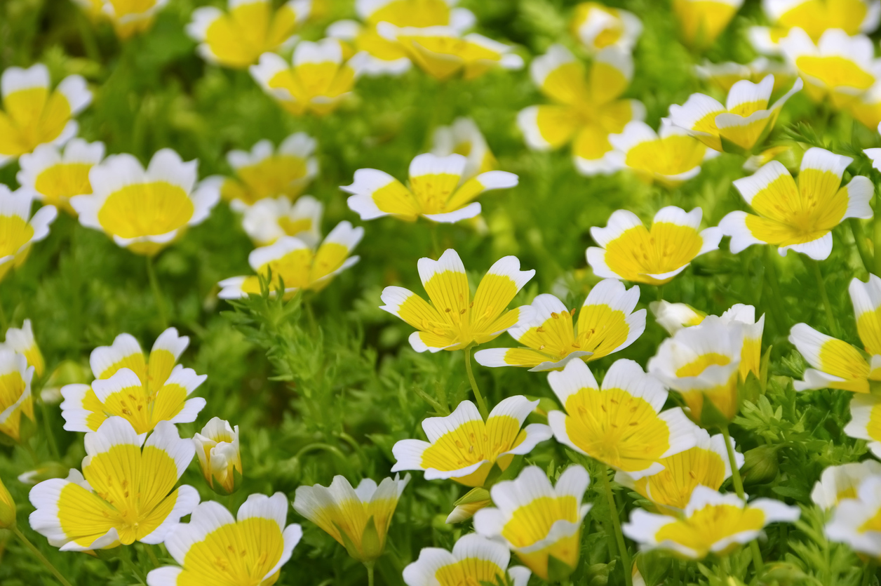 Poached egg plant