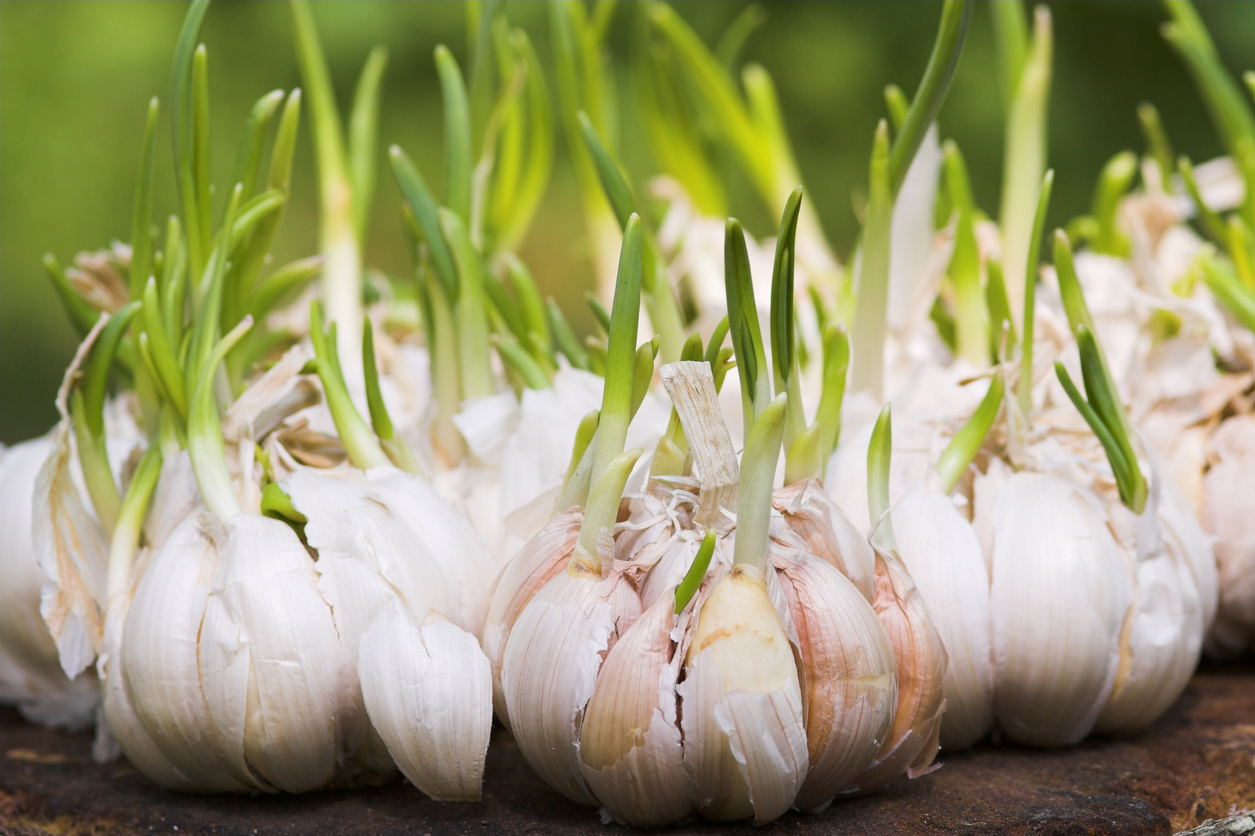 Close up of garlic cloves sprouting on table