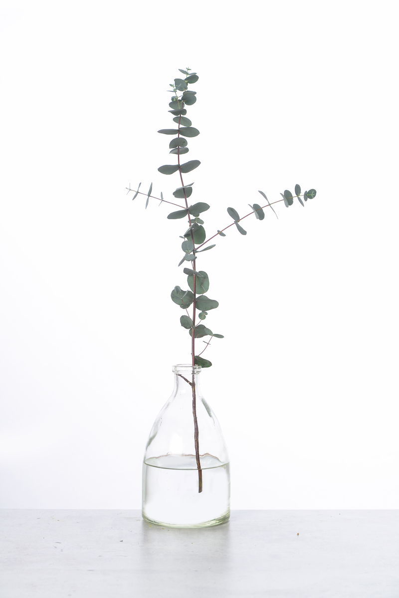Eucalyptus,Twigs,In,Glass,Vase