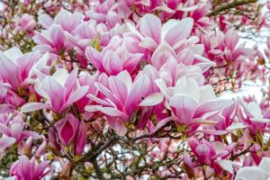 Nejkrásnější druhy magnolií, jejich pěstování a možnosti využití