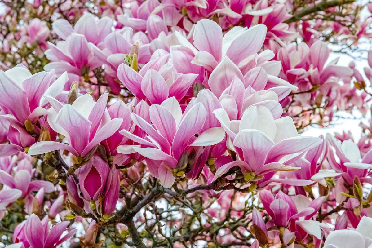 Nejkrásnější druhy magnolií, jejich pěstování a možnosti využití