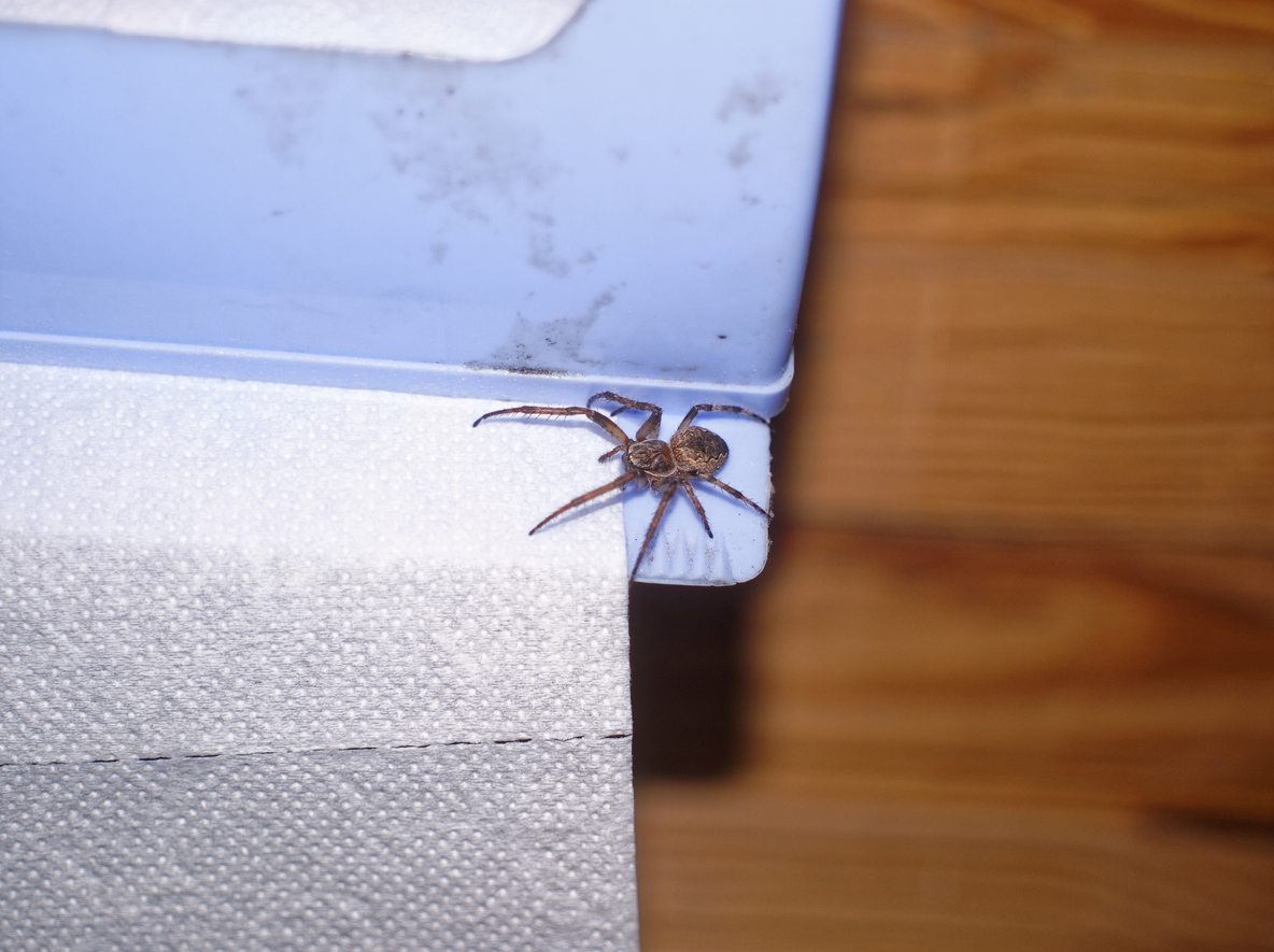 Spider sitting on a roll of toilet paper