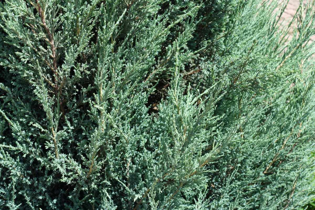Blue green foliage of Juniperus virginiana Blue Arrow