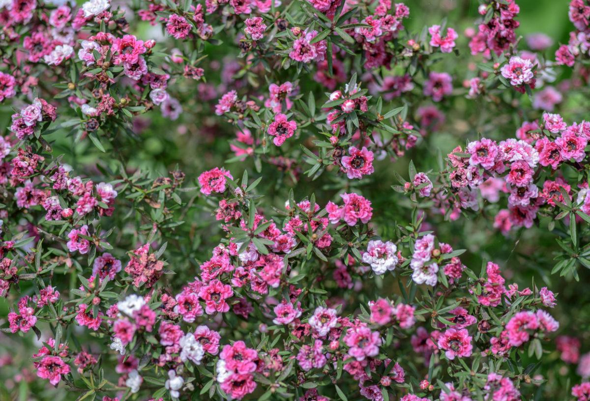 Close up abstract view of tiny pink flowers of the australian tea bush