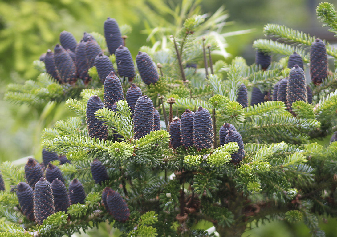 The Korean fir cones.