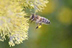 Včela přilétá ku květině