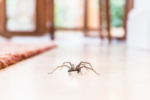 Pavouk na podlaze