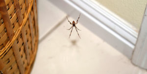 Znáte přírodní triky, jak z domu či sklepa vyženete pavouky?