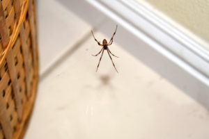 Pavouk v bytě na síti