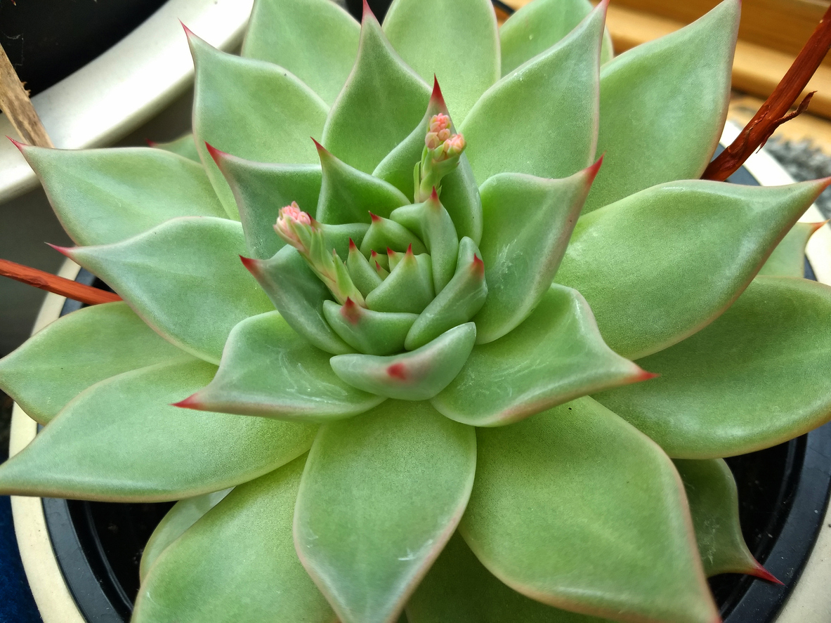 Close up of Echeveria with flowers