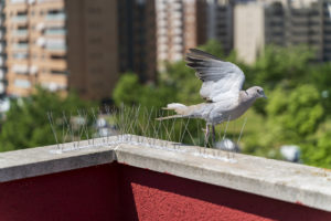 Jak vyhnat holuby ze střechy, balkónu či dvora