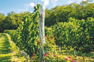 Malebná zahrada rostoucí okolo novostavby na úpatí vinice