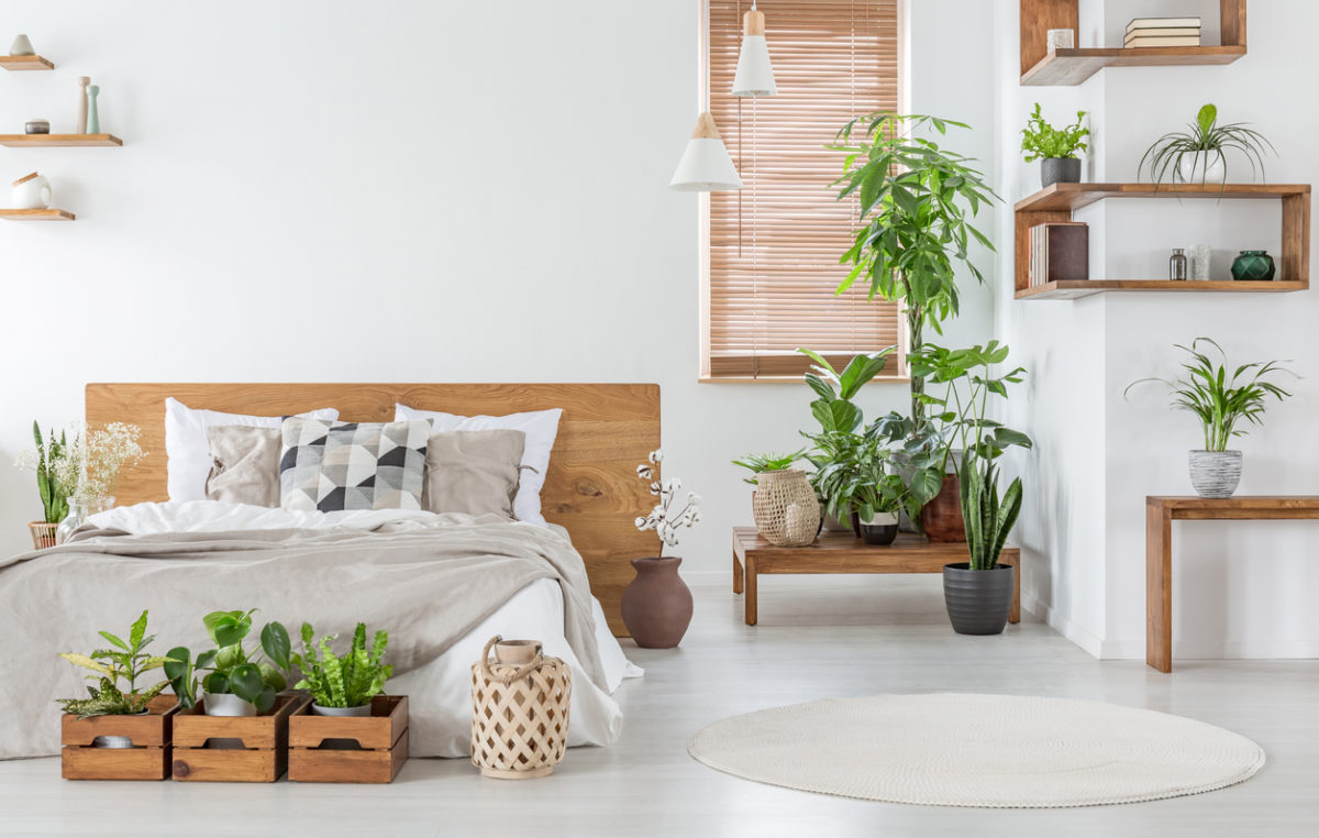 Nejvhodnější rostliny do ložnice, které vám pomohou lépe spát