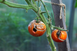 Poškozené rajčata
