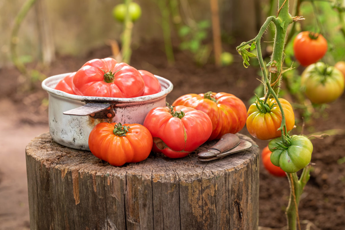 Jak prodloužit sezónu rajčat a oživit odumírající rostliny