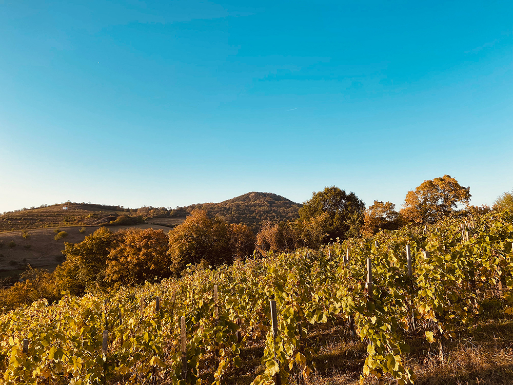 Exteriér s výhledem na vinice - Dřevěný vinařský domek ve Velkých Žernosekách
