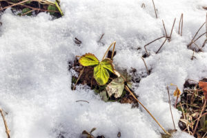 Jahody v zimě pod sněhem