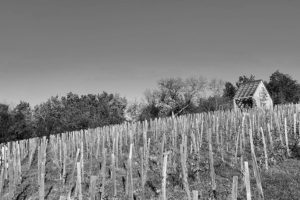 Okolní vinice - Dřevěný vinařský domek ve Velkých Žernosekách