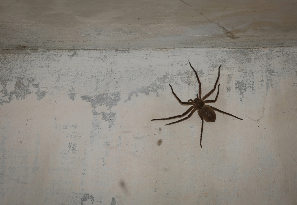 Velký pavouk na zdi