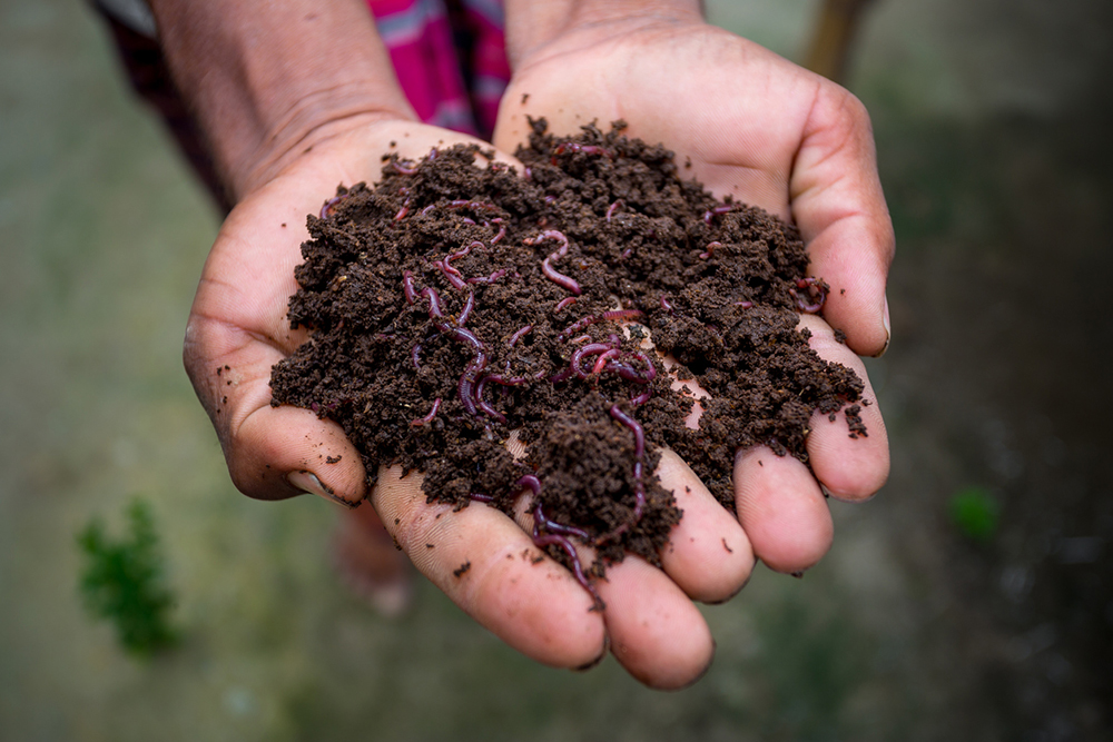 Kompost s červy v rukou zahradníka