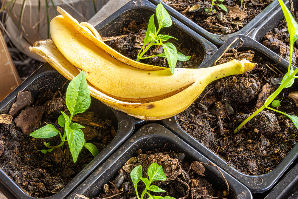 Banánová voda jako levné domácí hnojivo