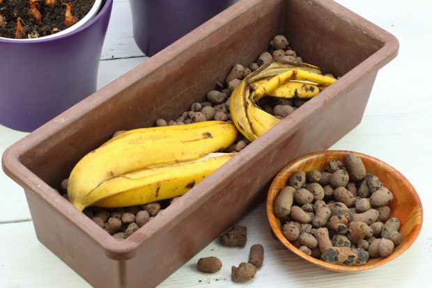 Slupky z banánů jak levné hnojivo