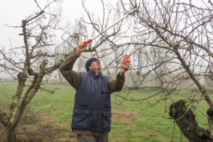 Jak řezat ovocné stromy v zimě