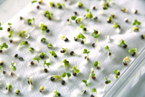 Předpěstování sazenic ze semen
