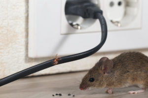 Myši v domácnosti