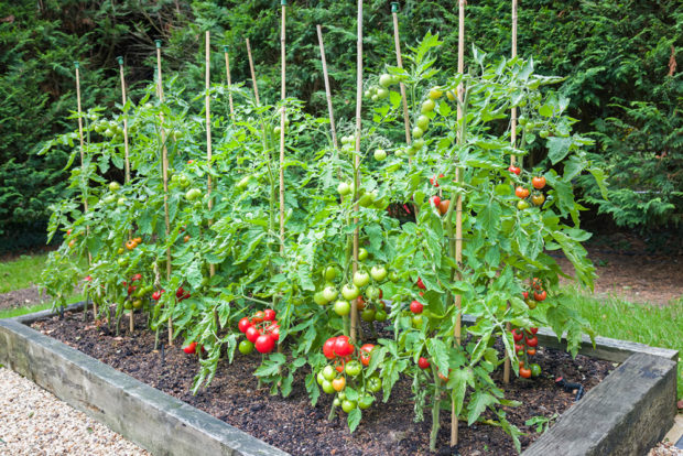 Starostlivost o rajčata v zahradě 