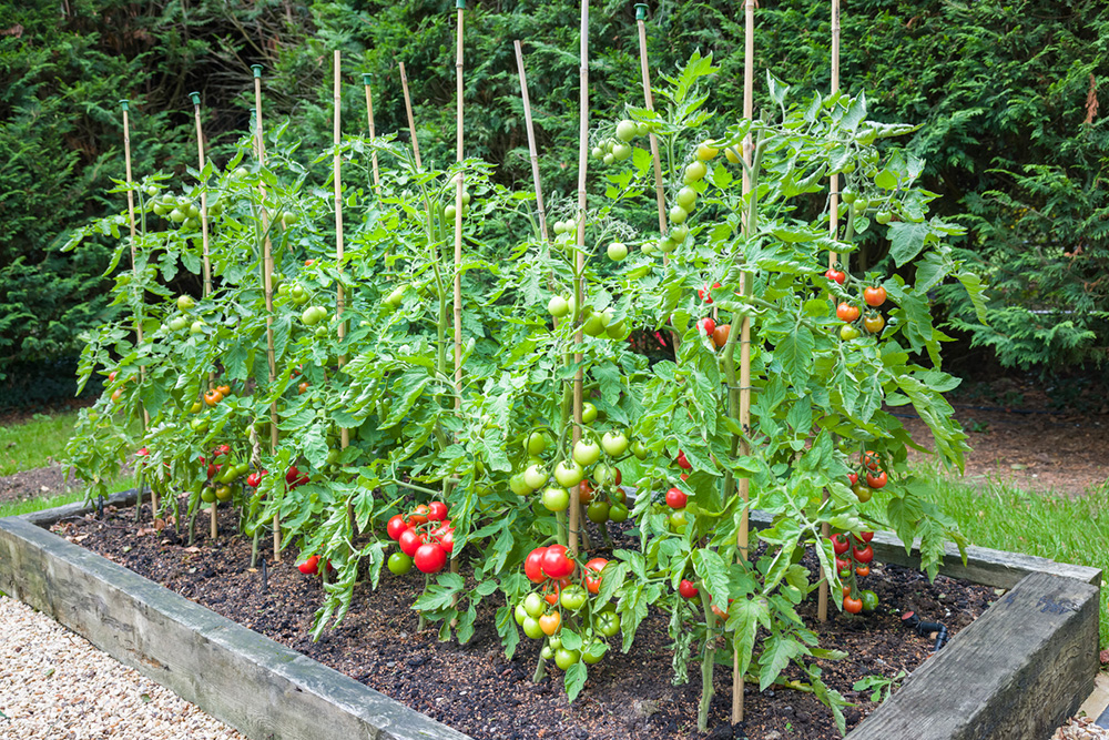 Jak získat bohatou úrodu rajčat
