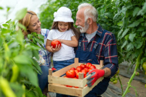 Jak získat bohatou úrodu rajčat dokonce i při pěstování na balkóně?