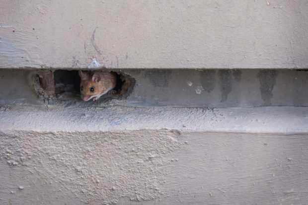 Myš ukrývající se v otvoru budovy