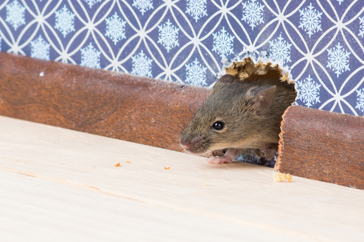 Triky, jak se zbavit myší