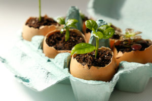 Vaječné skořápky jako přirodní květináče pro pěstování sazenic