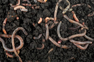 Žížalí kompost